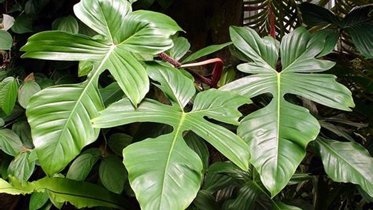 Pesona Ragam Jenis Philodendron: Temukan Rahasia Keindahan Daun Berlubang