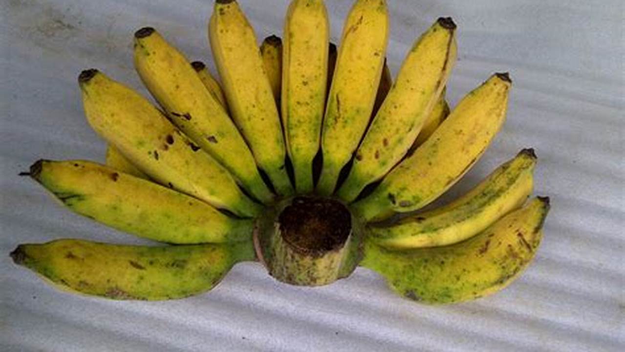 Jenis Pisang (pisang Kepok/pisang Ambon), Resep3