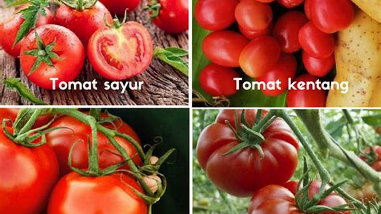 Jenis Tomat, Resep