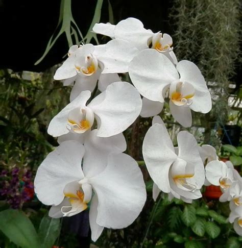 Jenis Anggrek Bulan Putih