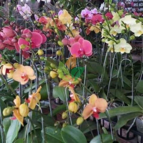 Jenis Anggrek Bulan Taiwan