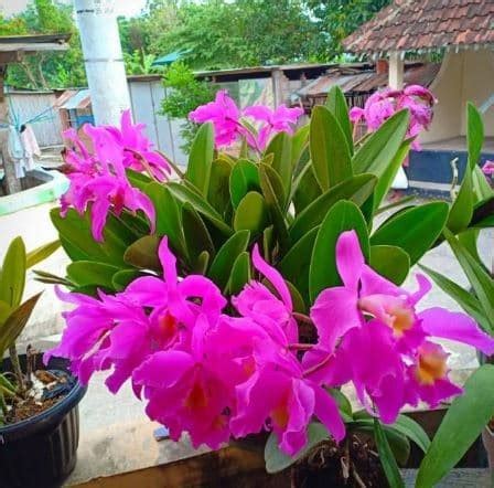 Jenis Anggrek Cattleya