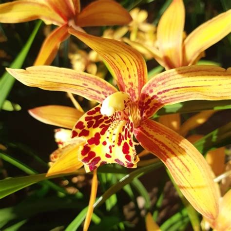 Jenis Anggrek Cymbidium