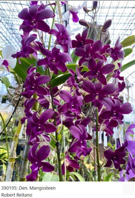 Jenis Anggrek Dendrobium Dan Gambarnya