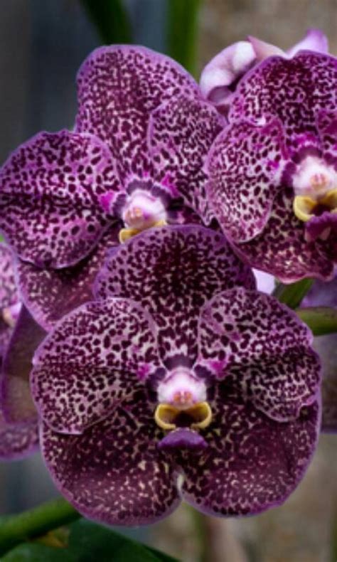 Jenis Anggrek Vanda Hybrid