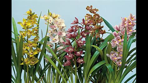 Jenis Bunga Anggrek Cymbidium
