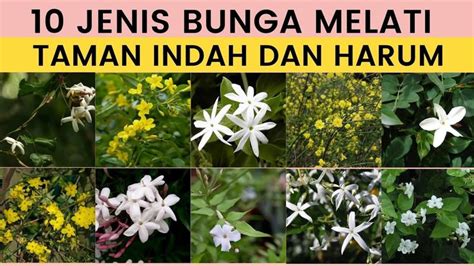 Jenis Bunga Melati