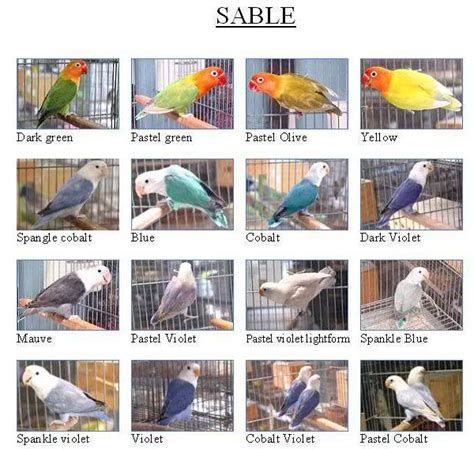 Jenis Jenis Lovebird