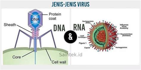 Jenis Jenis Virus