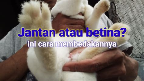 Jenis Kelamin Kelinci di Indonesia