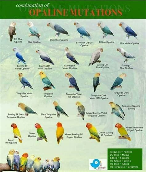 Jenis Lovebird Biola