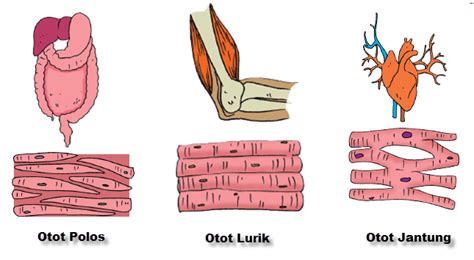 Jenis Otot Polos Terdapat Pada Organ-organ Berikut Kecuali