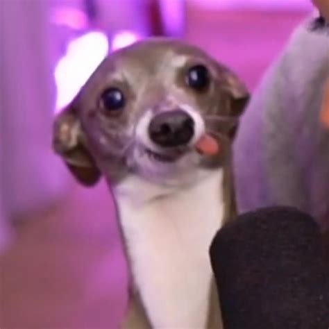 Jenna Marbles Dog Meme