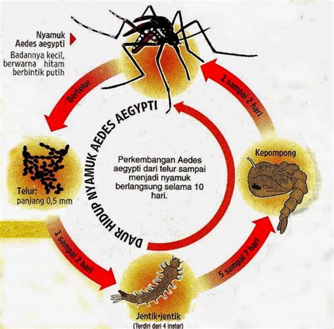 Jentik Nyamuk di Indonesia