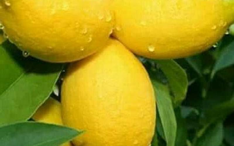 Jeruk Lemon Australia
