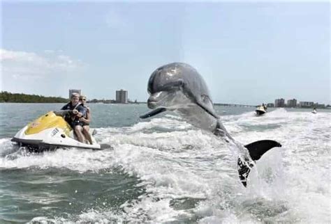 Jet Ski Dolphin Tour