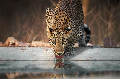 Jhalana Leopard Photography