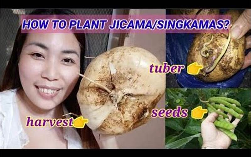 Jicama Plant Care