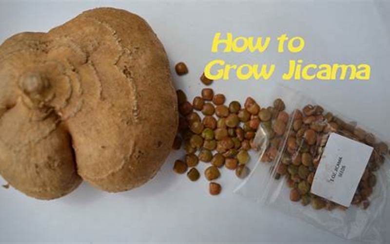 Jicama Seeds Germination