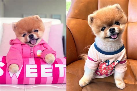Jiffpom Pictures