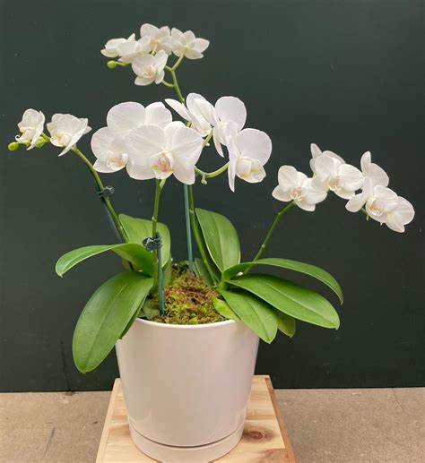 Jl Orchids