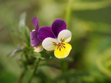 The Cheerful and Charming Johnny Jump Up: A Guide to Growing and Enjoying This Vibrant Flower