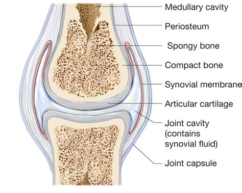 Joint anatomy