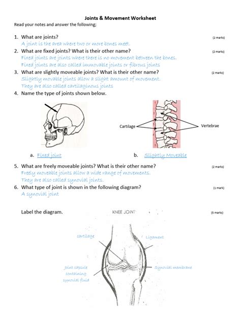 Joints And Movement Worksheet Answers - Worksheet List