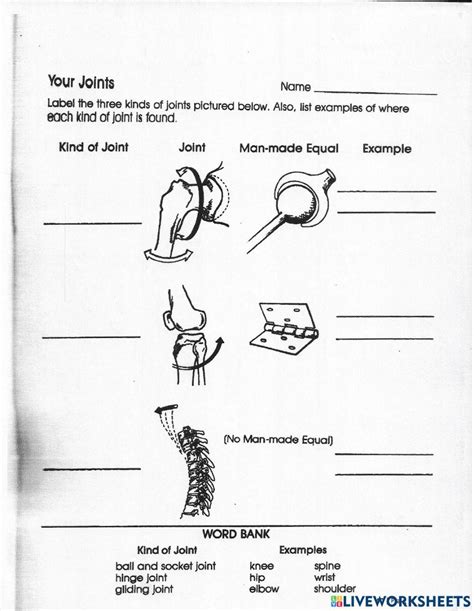 Joints and their Movements Worksheet- Science Worksheet