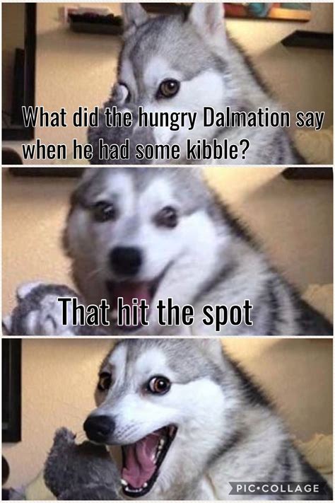 Joke Meme Dog