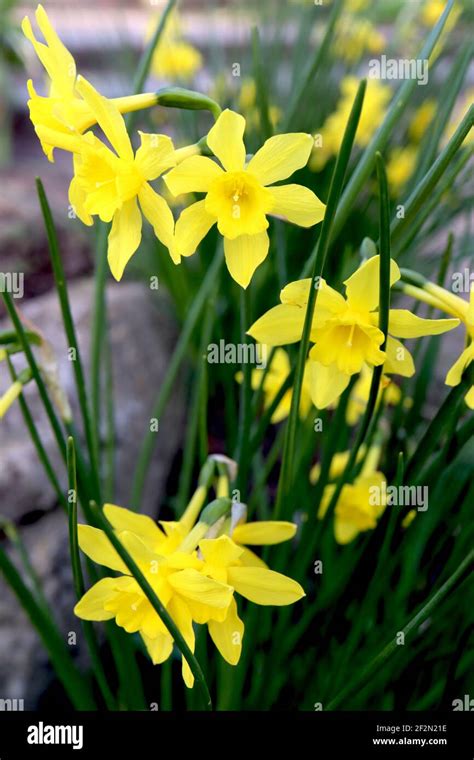 Jonquilla Daffodils (Division 7)