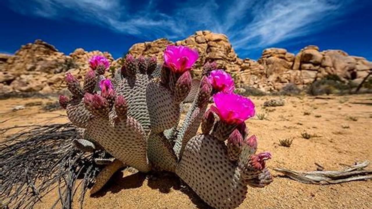 Joshua Tree Blooms 2024