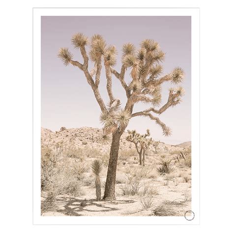 Joshua Tree Artists
