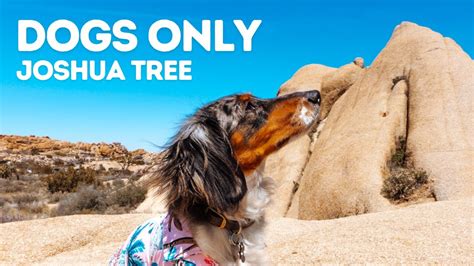 Joshua Tree Dog Friendly