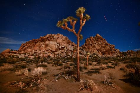 Joshua Tree history