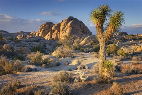 Joshua Tree landscape