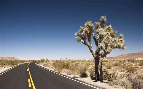 Joshua Tree road