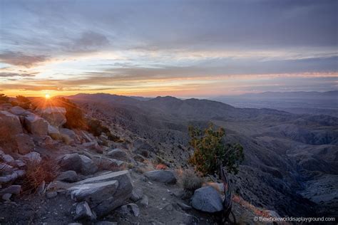 Joshua Tree viewpoint