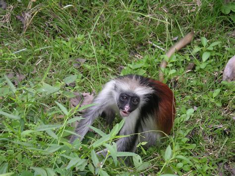 Jozani's Red Colobus