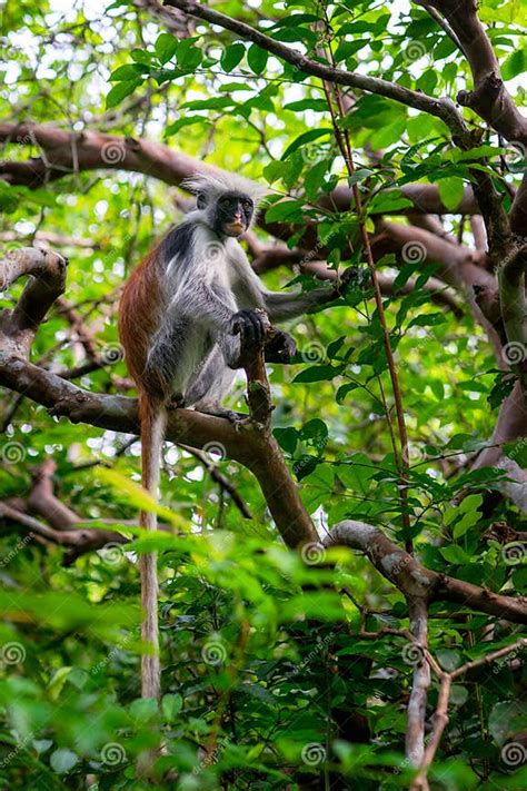 Jozani Forest Conservation