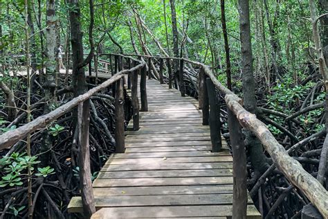 Jozani Forest Experience