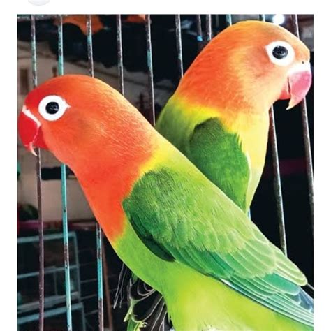 Jual Lovebird Biola