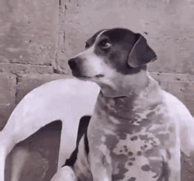 Judging Dog Meme