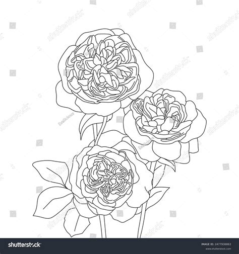 Juliet Rose Drawing