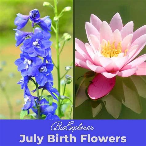 July Birth Flower Conclusion