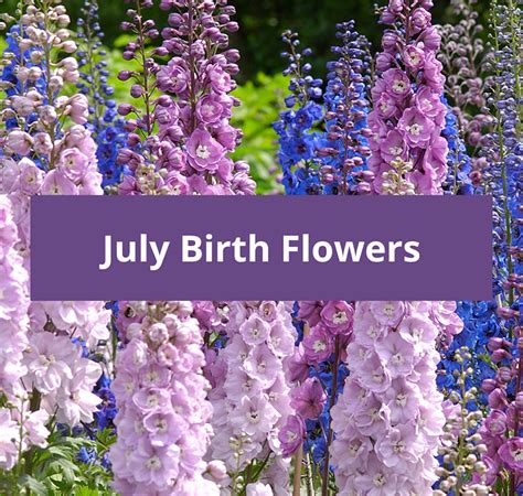 July Birth Flower Table