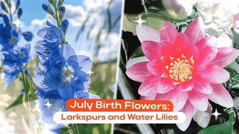 July Birth Flower Traits