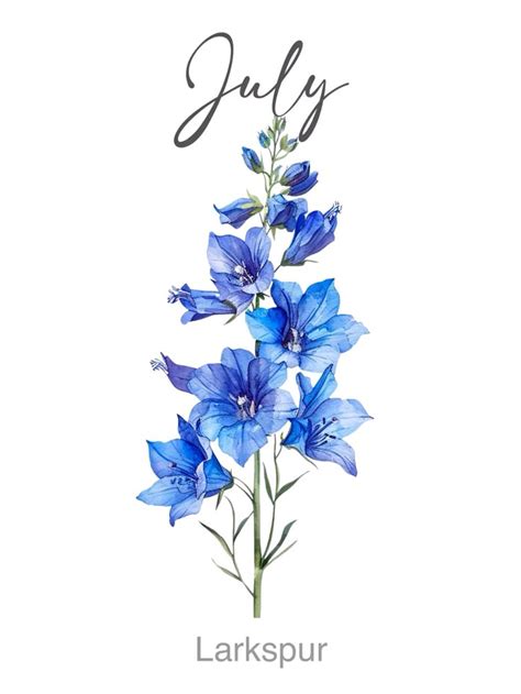 July Flower of the Month Drawing