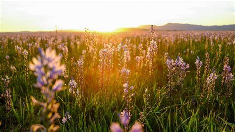 July Wildflower Bloom Guide