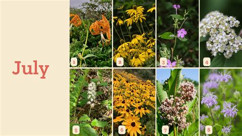July Wildflower Bloom Schedule